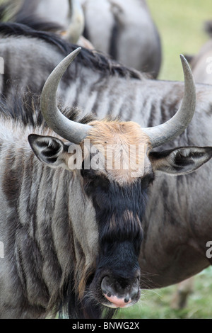 Wildebeest Connochaetes taurinus brindled blue gnu antelope Stock Photo