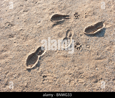 Human and dog footprints in the sand at a public playground Stock Photo