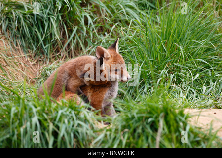 Red fox (Vulpes vulpes) cubs playing near earth Stock Photo