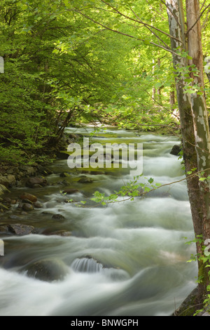 Spring cascades on the Middle Prong Little River in Great Smoky Mountains National Park, USA. Stock Photo