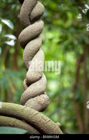 twisted tropical vine detail in malaysian rainforest Stock Photo