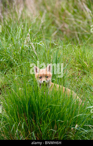 Red fox (Vulpes vulpes) cub exploring in meadow Stock Photo