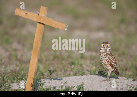 Burrowing Owl (Athene cunicularia) and T-perch near its burrow in Cape Coral, Florida. Stock Photo