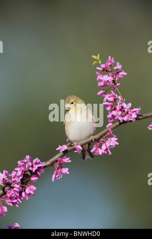 American Goldfinch (Carduelis tristis), adult on Eastern Redbud tree (Cercis canadensis), Dinero, Lake Corpus Christi, Texas Stock Photo
