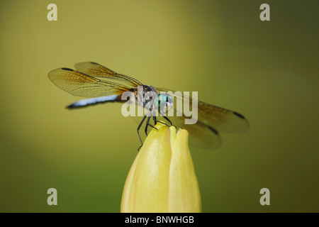 Blue Dasher (Pachydiplax longipennis), male perched on Yellow Waterlily (Nymphaea mexicana), Fennessey Ranch, Refugio, Texas