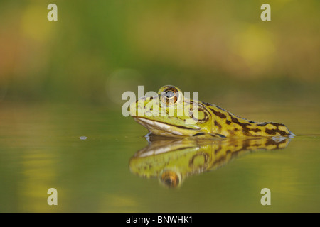Bullfrog (Rana catesbeiana), adult in lake, Fennessey Ranch, Refugio, Coastal Bend, Texas Coast, USA