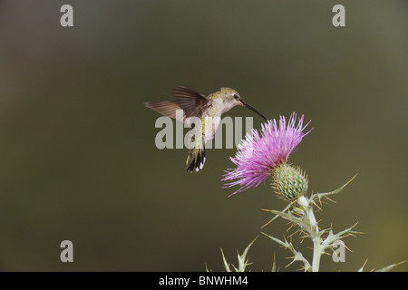 Black-chinned Hummingbird (Archilochus alexandri), female feeding on Texas thistle, Chisos Mountains, Big Bend National Park Stock Photo