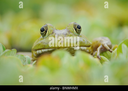 Bullfrog (Rana catesbeiana), adult in lake, Fennessey Ranch, Refugio, Coastal Bend, Texas Coast, USA