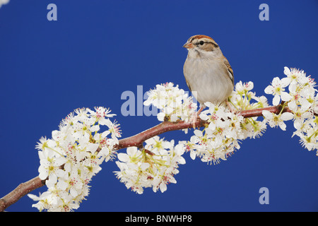 Chipping Sparrow (Spizella passerina), adult on blooming Mexican Plum, San Antonio, Hill Country, Central Texas, USA Stock Photo