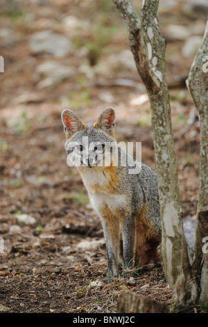 Gray Fox (Urocyon cinereoargenteus), adult, New Braunfels, San Antonio, Hill Country, Central Texas, USA Stock Photo