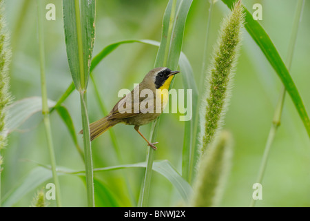 Common Yellowthroat (Geothlypis trichas) adult perched on Manchurian wild rice,  Mustang Island, Coastal Bend, Texas Coast, USA Stock Photo