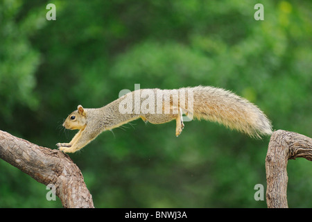 Eastern Fox Squirrel (Sciurus niger), male jumping, Fennessey Ranch, Refugio, Coastal Bend, Texas Coast, USA Stock Photo