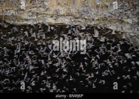 Mexican Free-tailed Bat (Tadarida brasiliensis), bats leaving cave, Bracken Cave, San Antonio, Hill Country, Central Texas, USA Stock Photo