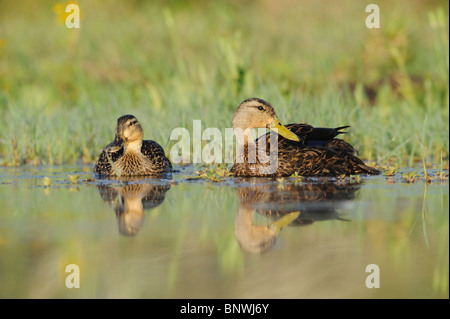 Mottled Duck (Anas fulvigula), pair, Fennessey Ranch, Refugio, Corpus Christi, Coastal Bend, Texas Coast, USA Stock Photo