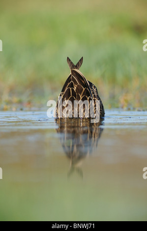 Mottled Duck (Anas fulvigula), pair, Fennessey Ranch, Refugio, Corpus Christi, Coastal Bend, Texas Coast, USA