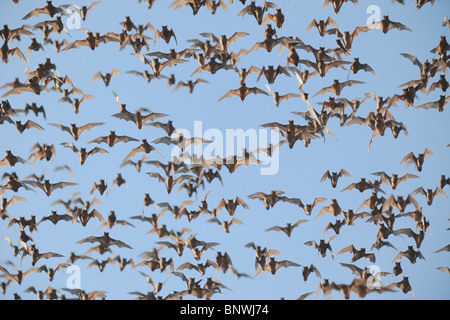 Mexican Free-tailed Bat (Tadarida brasiliensis), swarm in flight, Bracken Cave, San Antonio, Hill Country, Central Texas, USA Stock Photo