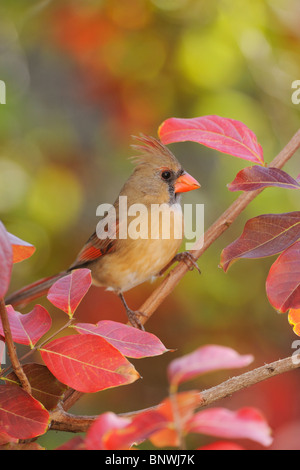 Northern Cardinal (Cardinalis cardinalis), adult female on Crape Myrtle (lagerstroemia), Central Texas, USA Stock Photo