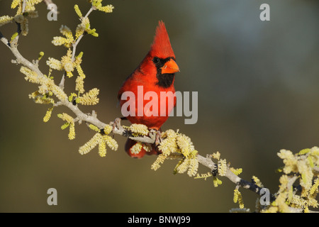 Northern Cardinal (Cardinalis cardinalis), adult male on blooming Blackbrush Acacia, South Texas, USA Stock Photo