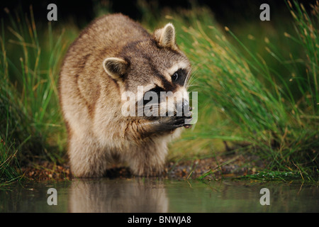 Northern Raccoon (Procyon lotor), adult at night feeding in wetland lake, Fennessey Ranch, Refugio, Coastal Bend, Texas Coast Stock Photo