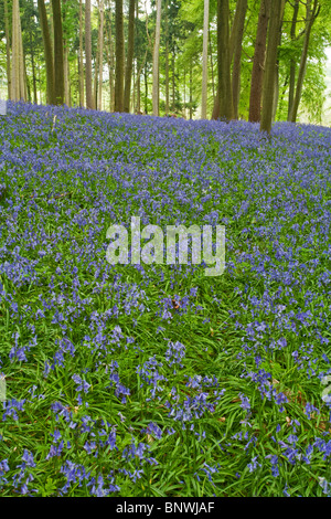 Spring bluebells in the beech woodland on the Chiltern Hills above Mapledurham, Oxfordshire, Uk Stock Photo