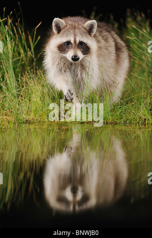 Northern Raccoon (Procyon lotor), adult at night at wetland lake, Fennessey Ranch, Refugio, Coastal Bend, Texas Coast, USA Stock Photo
