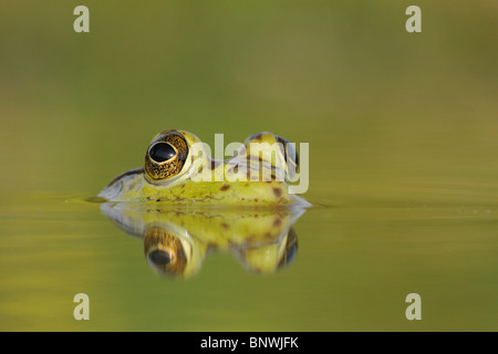 Bullfrog (Rana catesbeiana), adult in lake, Fennessey Ranch, Refugio, Coastal Bend, Texas Coast, USA