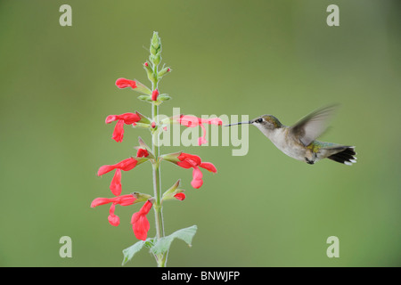Ruby-throated Hummingbird (Archilochus colubris), female feeding on blooming Red Sage, Corpus Christi, Coastal Bend, Texas