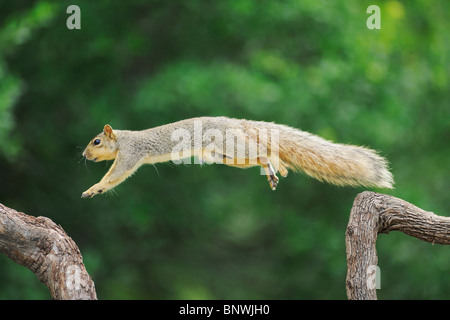 Eastern Fox Squirrel (Sciurus niger), male jumping, Fennessey Ranch, Refugio, Coastal Bend, Texas Coast, USA Stock Photo
