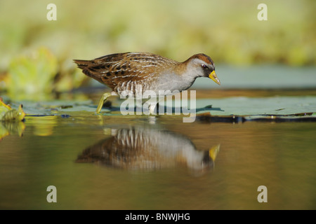 Sora (Porzana carolina), immature walking on water lettuce, Refugio, Coastal Bend, Texas Coast, USA Stock Photo