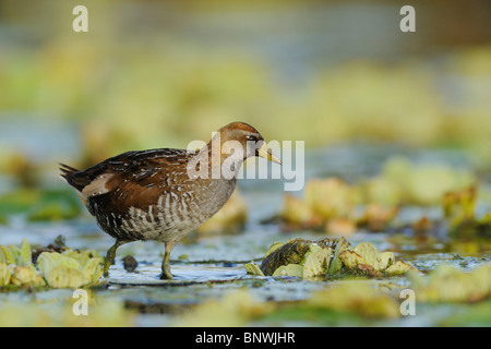 Sora (Porzana carolina), immature walking on water lettuce, Refugio, Coastal Bend, Texas Coast, USA Stock Photo