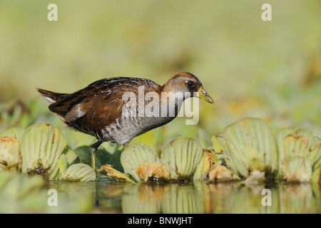 Sora (Porzana carolina), immature walking on water lettuce, Refugio, Coastal Bend, Texas Coast, USA Stock Photo