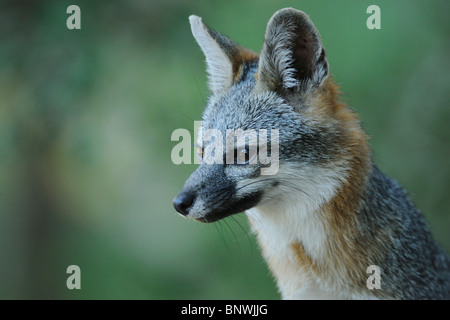 Gray Fox (Urocyon cinereoargenteus), adult, New Braunfels, San Antonio, Hill Country, Central Texas, USA Stock Photo