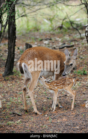 White-tailed Deer (Odocoileus virginianus), fawn nursing, New Braunfels, San Antonio, Hill Country, Central Texas, USA