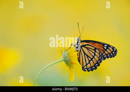 Viceroy Butterfly (Limenitis archippus), adult perched on Huisache Daisy ,Corpus Christi, Coastal Bend, Texas Coast, USA Stock Photo