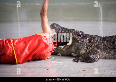 Crocodile show in Thailand Stock Photo