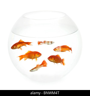 Goldfish swimming in a fishbowl. Taken on clean white background. Stock Photo