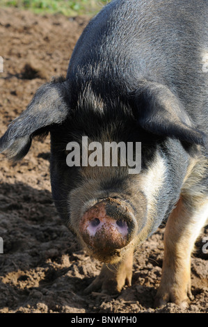 England, Lincolnshire, Cross bred Black Spotted Pig on a farm Stock ...