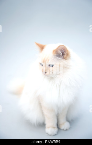 Studio portrait of long haired cat Stock Photo - Alamy