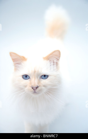 Vertical shot of a cute fluffy cat staring with its blue eyes on a ...