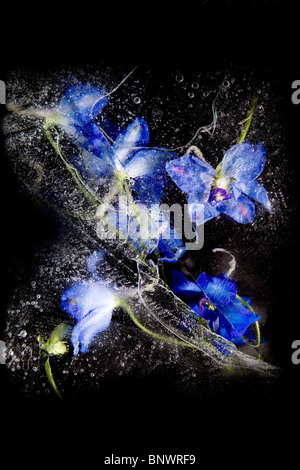 Blue flowers frozen in ice Stock Photo