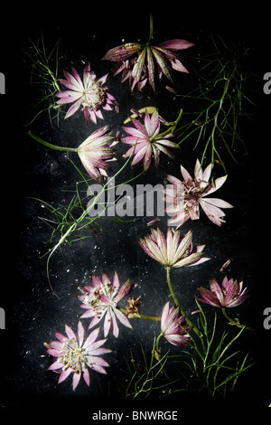 Pink flowers frozen in ice Stock Photo