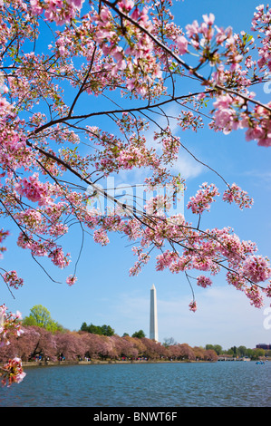 Cherry blossoms in front of Washington monument Stock Photo