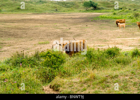 highland cattle grazing scrub land kenfig national nature reserve porthcawl bridgend south wales uk Stock Photo