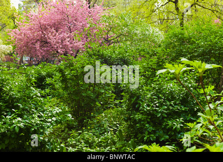 Green trees and cherry tree in Madison Square Park Stock Photo