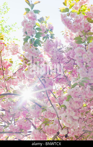 Sun shining through branches of cherry tree in spring Stock Photo