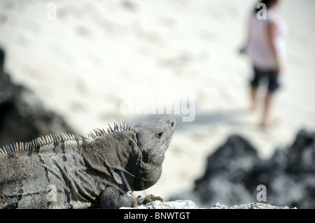 Iguana on the  rocks Stock Photo