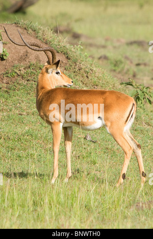 Thompson Gazelle on the Masai Mara Kenya Stock Photo - Alamy