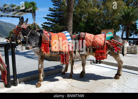 Donkeys – Burro taxi ride, Mijas, Costa del Sol, Malaga Province, Andalucia, Spain, Western Europe. Stock Photo