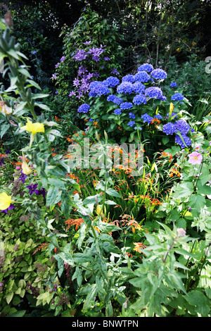 Typical garden, with lots of flowers, some tropical, Guernsey, Channel Islands, UK, Europe Stock Photo