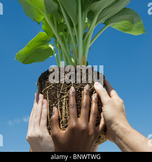 Hands holding plant in the air Stock Photo